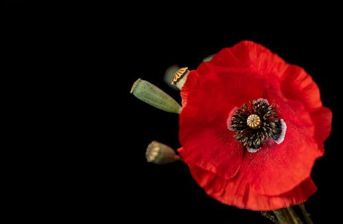 Quiet Bloom