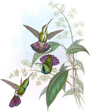 Prevost's Mango, John Gould van Hummingbirds