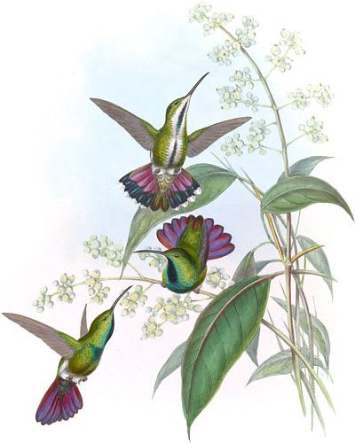 Prevosts Mango, John Gould