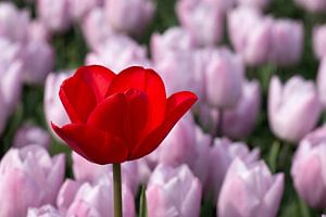 eine schöne rote Tulpe in einem rosa Tulpenfeld