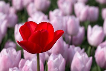 eine schöne rote Tulpe in einem rosa Tulpenfeld von W J Kok