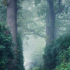 Magische mist in de morgen zo mysterieus van Jacqueline Volders