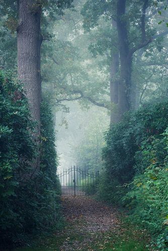 Magic mist in the morning so mysterious