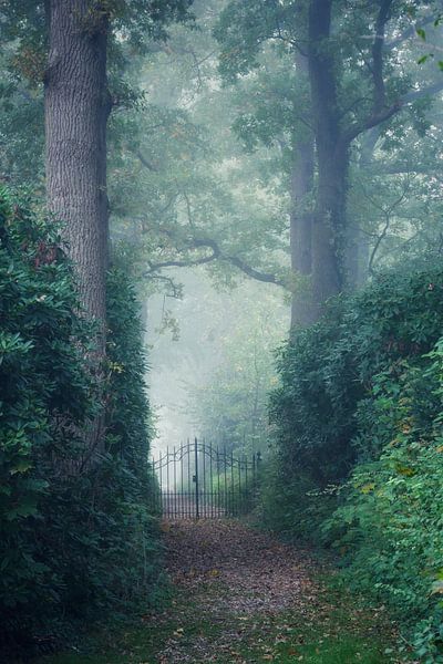 Magic mist in the morning so mysterious by Jacqueline Volders