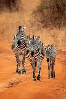 Zebra's in Tanzania