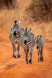 Zebra's in Tanzania van Pascale Dumoulein