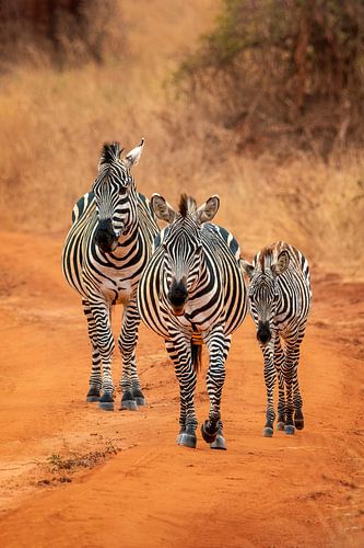 Zebra's in Tanzania