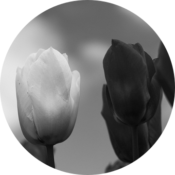 Zwarte tulpen met een enkele witte tegen een wolkenlucht van Helene van Rijn