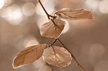Autumn Leaves by Violetta Honkisz