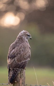 Mäusebussard Teil 2 von Tania Perneel