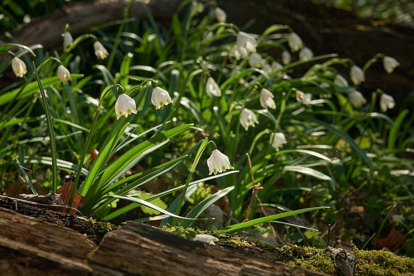 Snowflake flowers in the meadows by Keith Wilson Photography