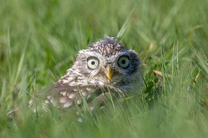 Petit hibou se cachant dans les hautes herbes