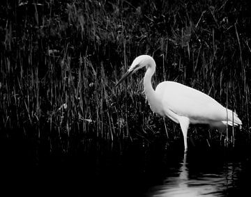 Great Egret 'catching fish' by Foto Studio Labie