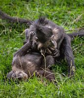 Playful Crested Mangabeys: A Moment of Intimacy and Energy