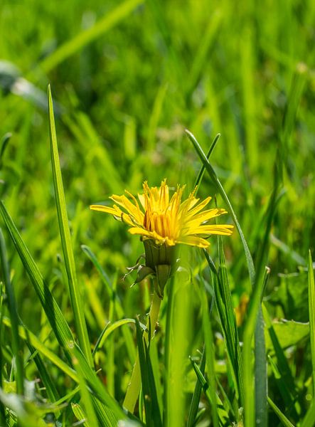 Dandelion by Stijn Cleynhens