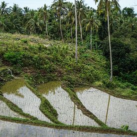 Rijstvelden op Siquijor, Filipijnen (verticaal) van Jessica Lokker