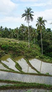 Rijstvelden op Siquijor, Filipijnen (verticaal)