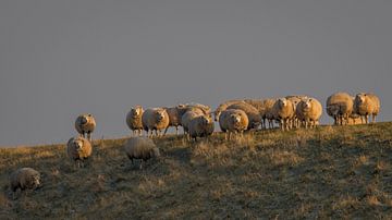 Schapen op dijk