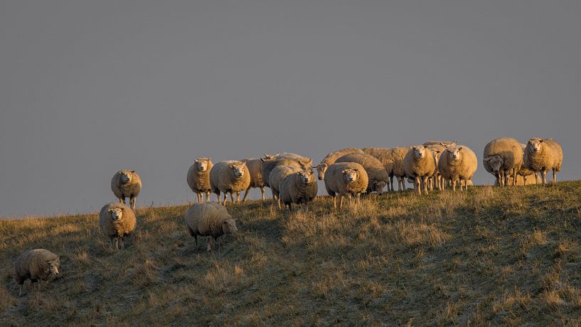 Schapen op dijk by Jacco Bezuijen