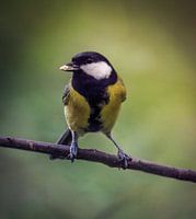 Superbe mésange sur la branche