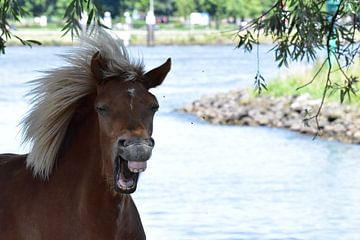 Lachend paard  van Jelle Mijnster