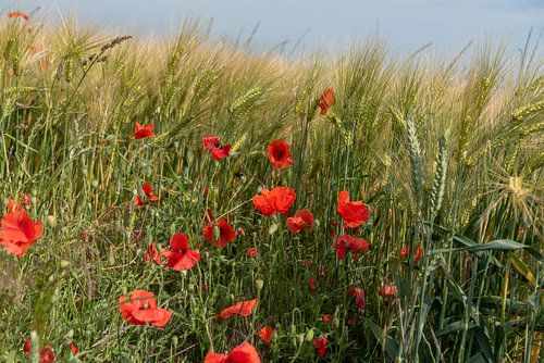 Coquelicot