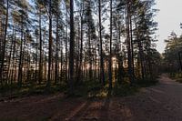Wald in der Mitte von Schweden