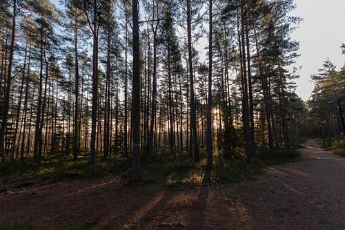 Forest in the middle of Sweden