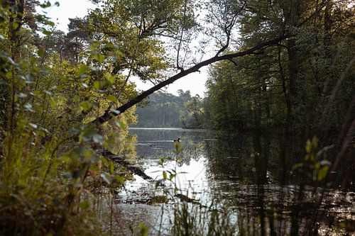 Eenzame eend onder overhangende tak