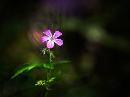 Wilde Geranie von Rob Boon