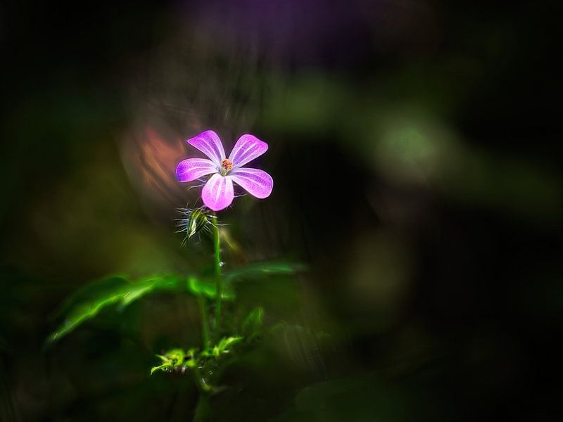Wild Geranium by Rob Boon