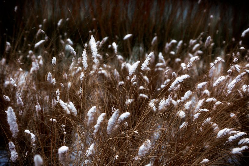 Schneeblumen von Jan van der Knaap