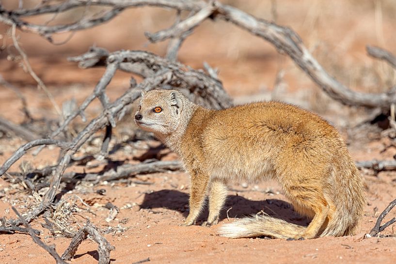 Fox Mongoose by Angelika Stern