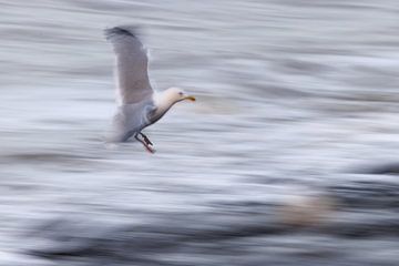 Birds@theshore by Linda Raaphorst