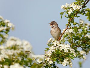 Singing male Common Whitethroat by Beschermingswerk voor aan uw muur