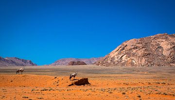 Twee spiesbokken uitkijkend over de Namibwoestijn van Rietje Bulthuis