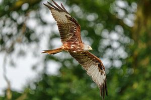 Cerf-volant rouge volant.