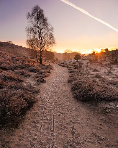 Een bevroren zandpad tussen Veluwse heide leidend naar de zonsopkomst