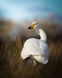Wild swan by Tom Zwerver