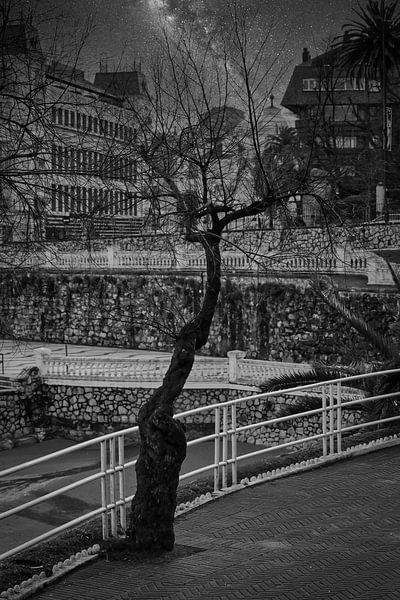 The Night Tree van Faucon Alexis
