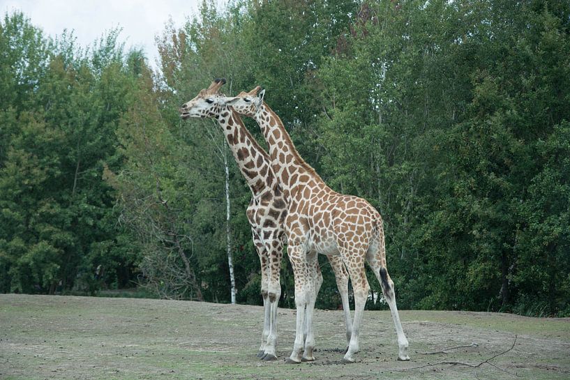 Two giraffes in the Beekse Bergen by Lisanne Wouters