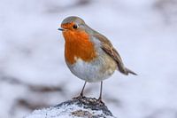 Robins