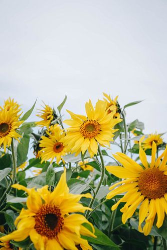 Zomerse zonnebloemen in de nazomerzon in Almere, Nederland III