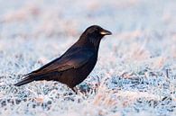 Rabenkraehe ( Corvus corone ) im Winter, sittz auf einer gefrorenen, mit Raureif überzogenen Wiese von wunderbare Erde Miniaturansicht
