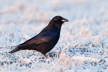 Carrion Crow ( Corvus corone ) in winter, sitting on hoarfrosted farmland, first morning light, shim van wunderbare Erde