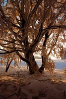 Sonnenuntergang im Winter in der Rhön