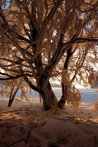 Sonnenuntergang im Winter in der Rhön von Martin Flechsig