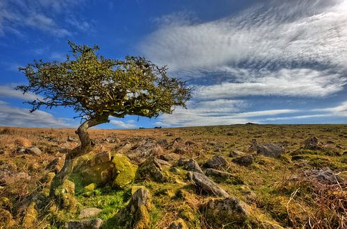 Alter Baum in karger Landschaft
