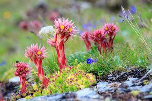 Wildpflanzen und Blumen in den Schweizer Alpen