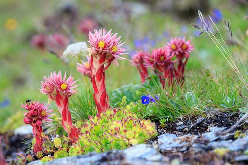 Wilde planten en bloemen in de Zwitserse alpen